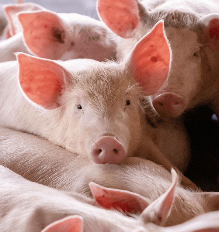 schwein Stickstoffausscheidungen vermindern nahrstoffe schwein Stickstoffausscheidungen vermindern nahrstoffe